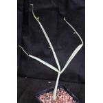 Cissus subaphylla 5-inch pots