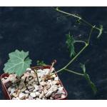 Cissus trifoliata 4-inch pots
