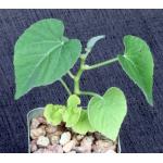 Cissus tuberosa 2-inch pots