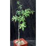 Cissus tuberosa 4-inch pots