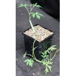 Cissus tuberosa 5-inch pots