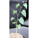 Cissus tuberosa 5-inch pots
