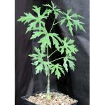 Cissus tuberosa one-gallon pots