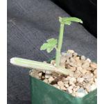 Cissus adeyana 4-inch pots
