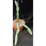 Cissus cactiformis (WY 1203) 8-inch pots