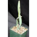 Cissus hamaderoensis (WY 1098) 4-inch pots