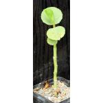 Cissus rotundifolia 5-inch pots