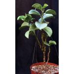 Cissus rotundifolia 8-inch pots