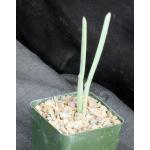Cissus subaphylla 4-inch pots