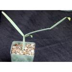 Cissus subaphylla 4-inch pots