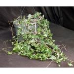 Cissus trifoliata 8-inch pots