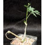 Cissus tuberosa 5-inch pots