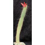 Cleistocactus tarijensis 5-inch pots