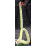 Cleistocactus paraguayensis 4-inch pots