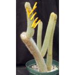 Cleistocactus ritteri 10-inch pots