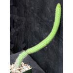 Cleistocactus samaipatanus 4-inch pots