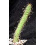 Cleistocactus smaragdiflorus 5-inch pots
