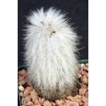 Cleistocactus straussii 4-inch pots