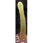 Cleistocactus winteri 4-inch pots