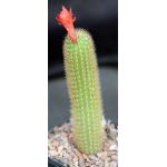 Cleistocactus winteri 5-inch pots