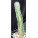 Cleistocactus winteri ssp. colademononis (variegated) 4-inch pot