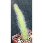 Cleistocactus winteri ssp. colademononis 4-inch pots