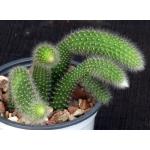 Cleistocactus winteri ssp. colademononis 4-inch pots