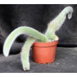 Cleistocactus winteri ssp. colademononis 6-inch pots