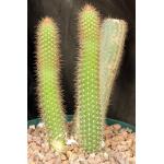 Cleistocactus smaragdiflorus 8-inch pots