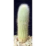 Cleistocactus straussii 4-inch pots
