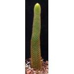 Cleistocactus winteri 5-inch pots