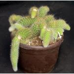 Cleistocactus winteri ssp. colademononis 6-inch pot