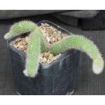 Cleistocactus winteri ssp. colademononis 5-inch pots
