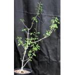 Clerodendrum makanjanum 2-gallon pots