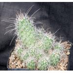 Cochemiea setispina one-gallon pots