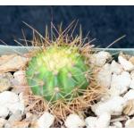Coleocephalocereus aureus var. longispinus 4-inch pots