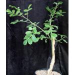 Commiphora marlothii 2-gallon pots
