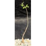 Commiphora orbicularis 5-inch pots