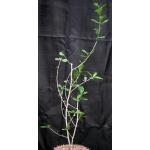 Commiphora habessinica 2-gallon pots