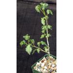 Commiphora africana 4-inch pots