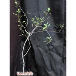 Commiphora angolensis one-gallon pots