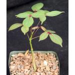 Commiphora capuronii 5-inch pots