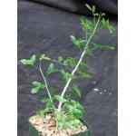 Commiphora harveyi 4-inch pots