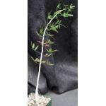 Commiphora humbertii 4-inch pots