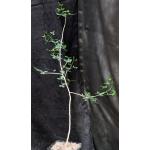 Commiphora humbertii one-gallon pots