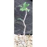 Commiphora monstruosa 4-inch pots