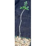 Commiphora monstruosa 4-inch pots