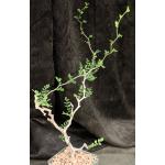 Commiphora monstruosa 5-inch pots