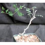 Commiphora monstruosa 5-inch pots