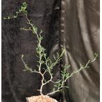 Commiphora monstruosa one-gallon pots